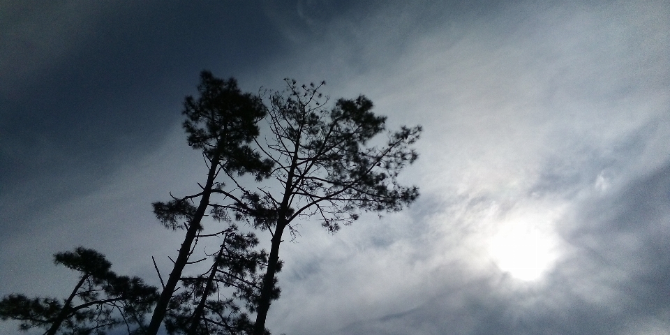 Sole cielo albero nube