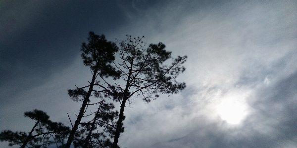 Foto Matahari langit pohon awan