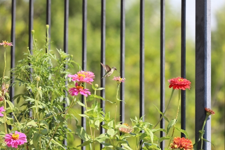 公園 自然 草 花 写真