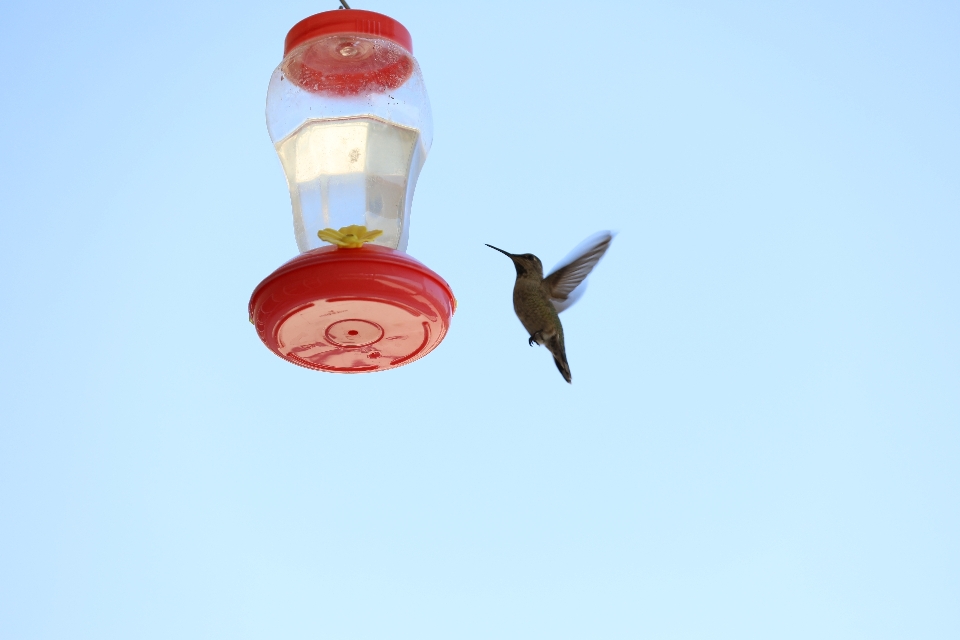 Natur zweig blüte vogel