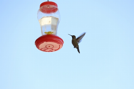 Nature branch blossom bird Photo