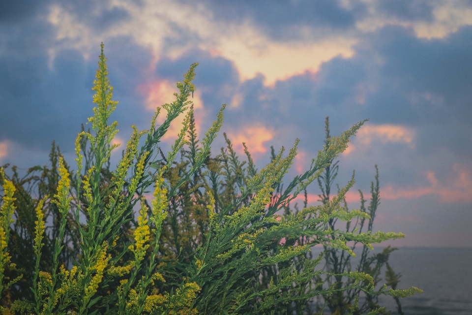 Strand pflanzen natur blume