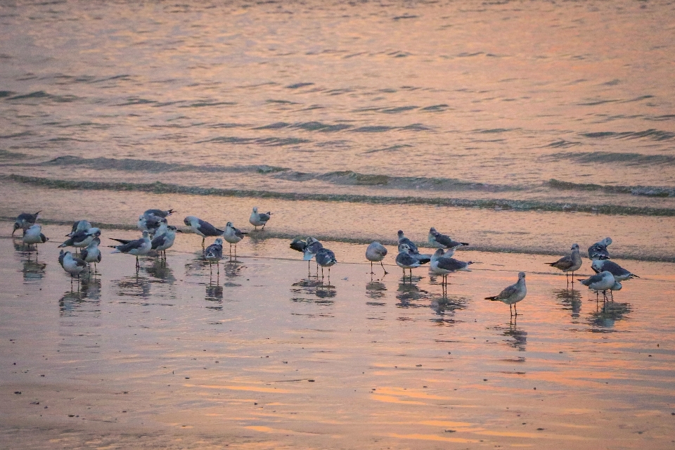 Seagulls beach shore water