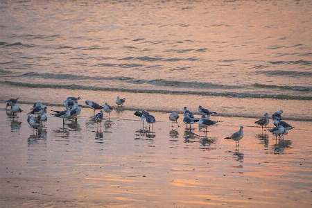 Seagulls beach shore water Photo