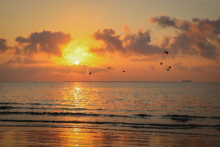 Seagulls beach water shore Photo