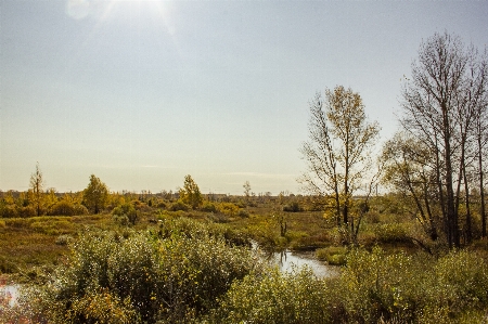 Autumn field grass trees Photo