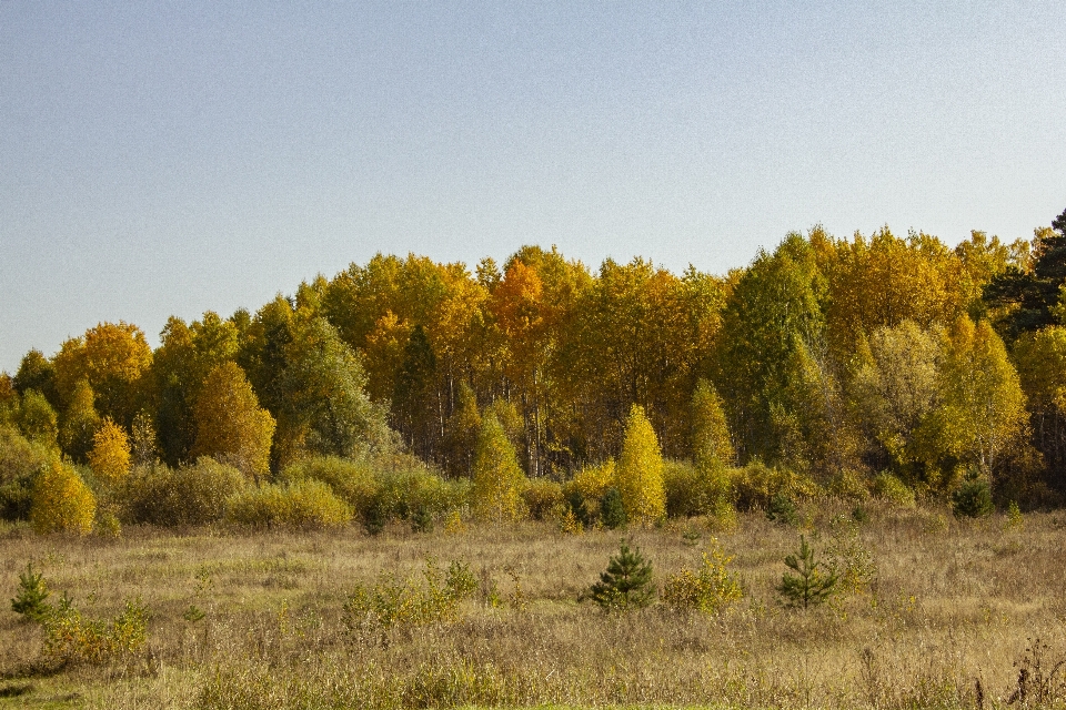 Autumn field grass trees