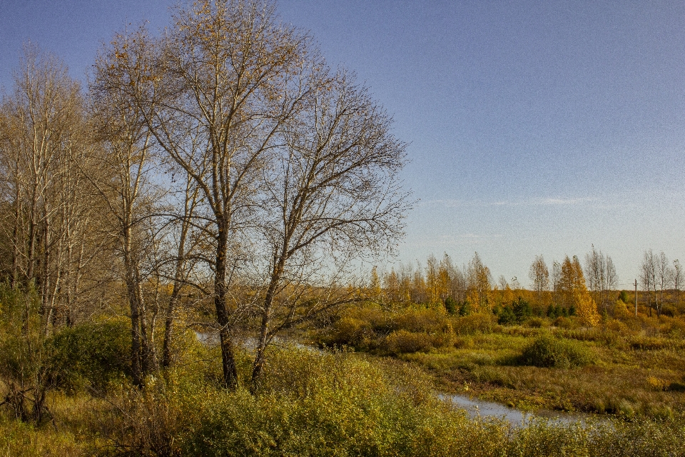 Autumn field grass trees