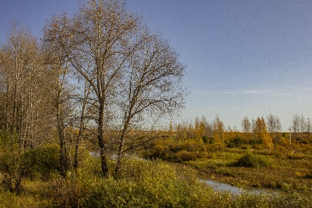 Autumn field grass trees Photo