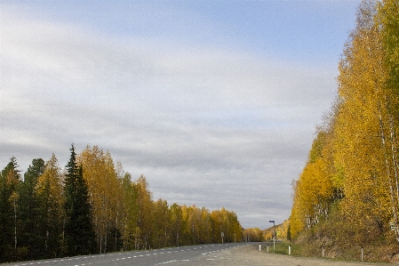 Autumn landscape nature birches Photo