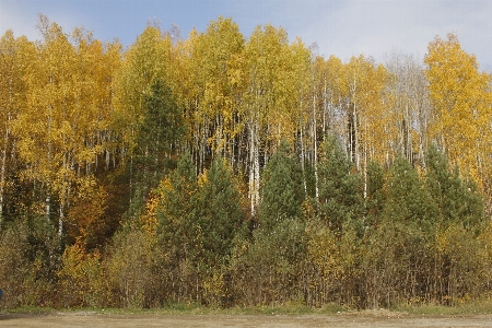 Photo Automne paysage nature bouleau
