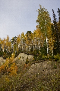 Photo Automne paysage nature bouleau
