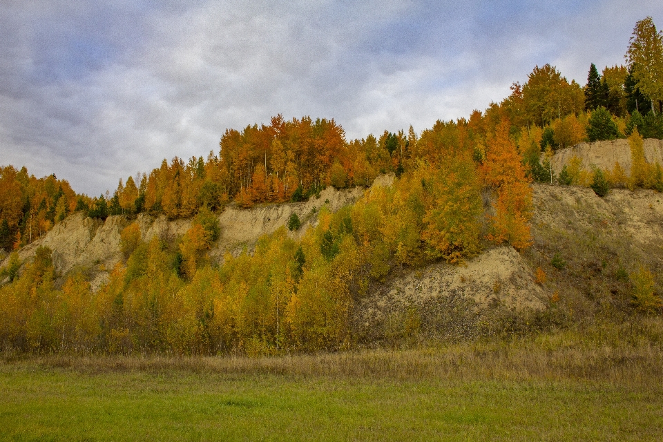 Outono paisagem natureza bétula
