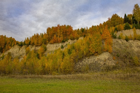 秋 風景 自然 白樺
 写真