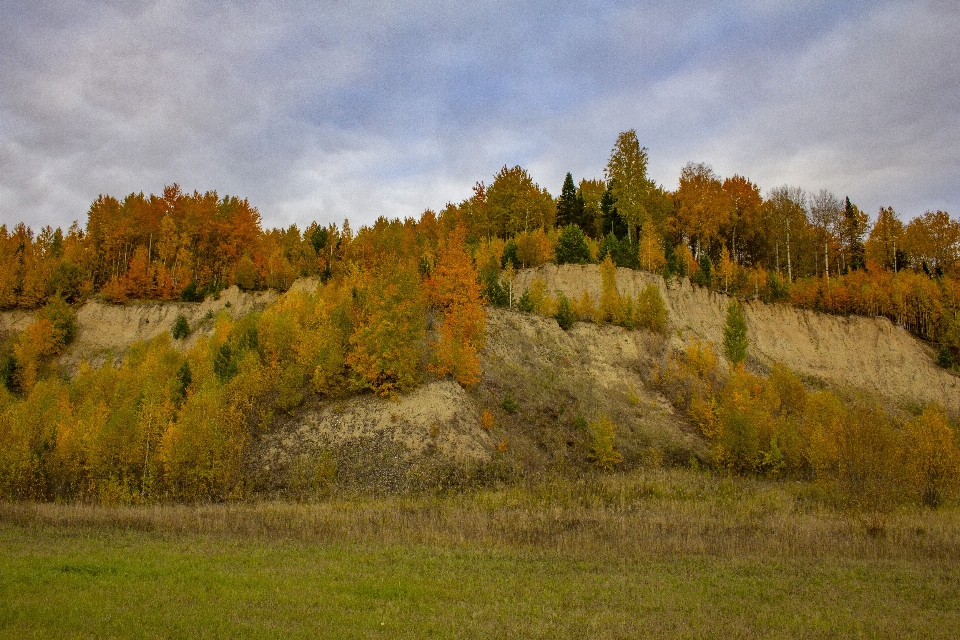 Autunno paesaggio natura betulla
