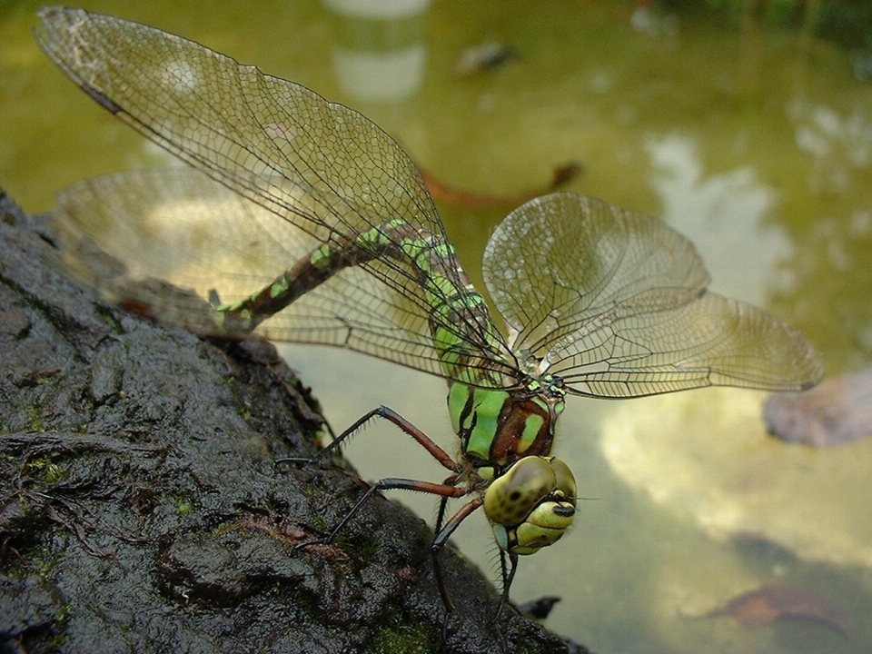 Insecte nature libellule libellules et demoiselles
