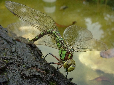 Foto Serangga alam capung dan damseflies
