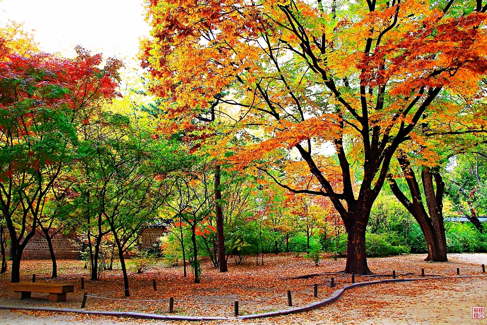 Fall tree leaf nature