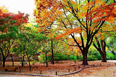 Fall tree leaf nature Photo