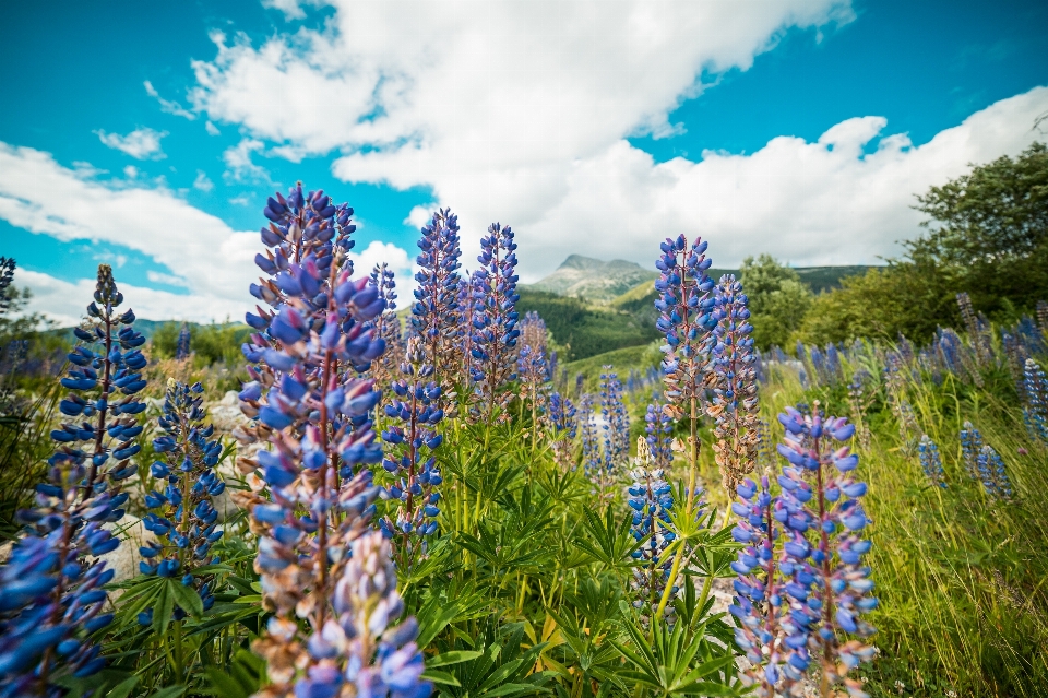 Blume blühende pflanze
 lupine natur