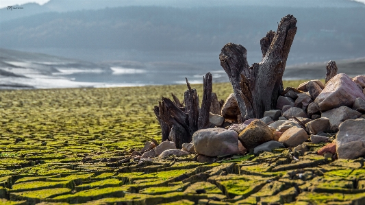 Foto Akar batu kekeringan lumut
