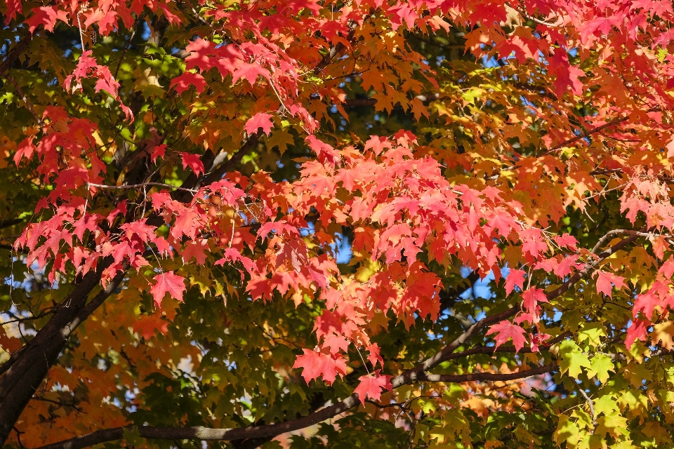 Maple red tree