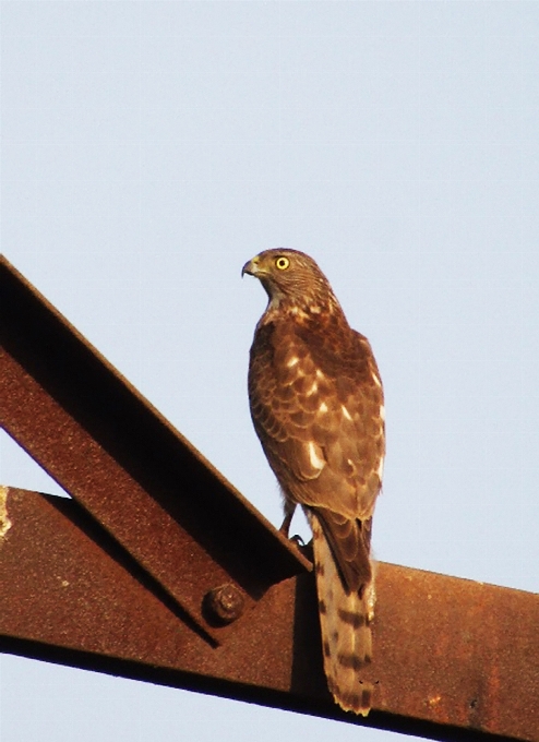 Chestnut tailed starling bird