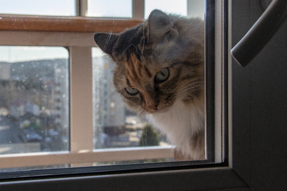 Cat pet window asks