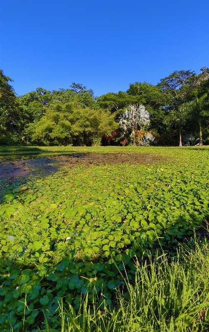 Natürlich natürliche landschaft
 vegetation natur