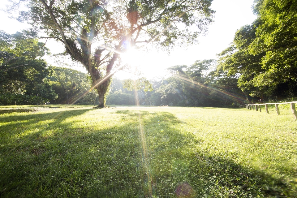 Landscape green garden nature