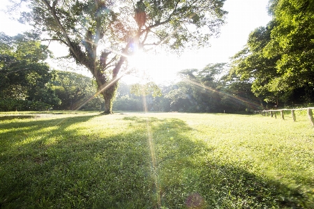 Landscape green garden nature Photo