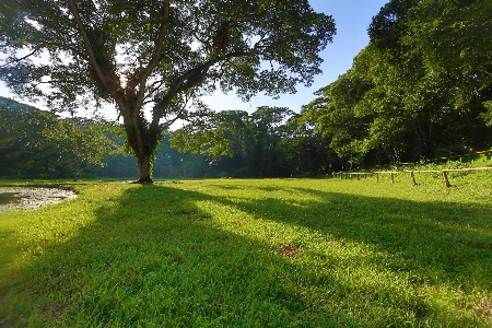 風景 緑 公園 自然の風景
 写真