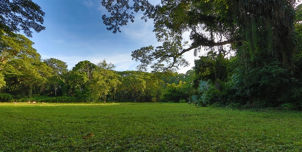 Landscape green garden natural Photo