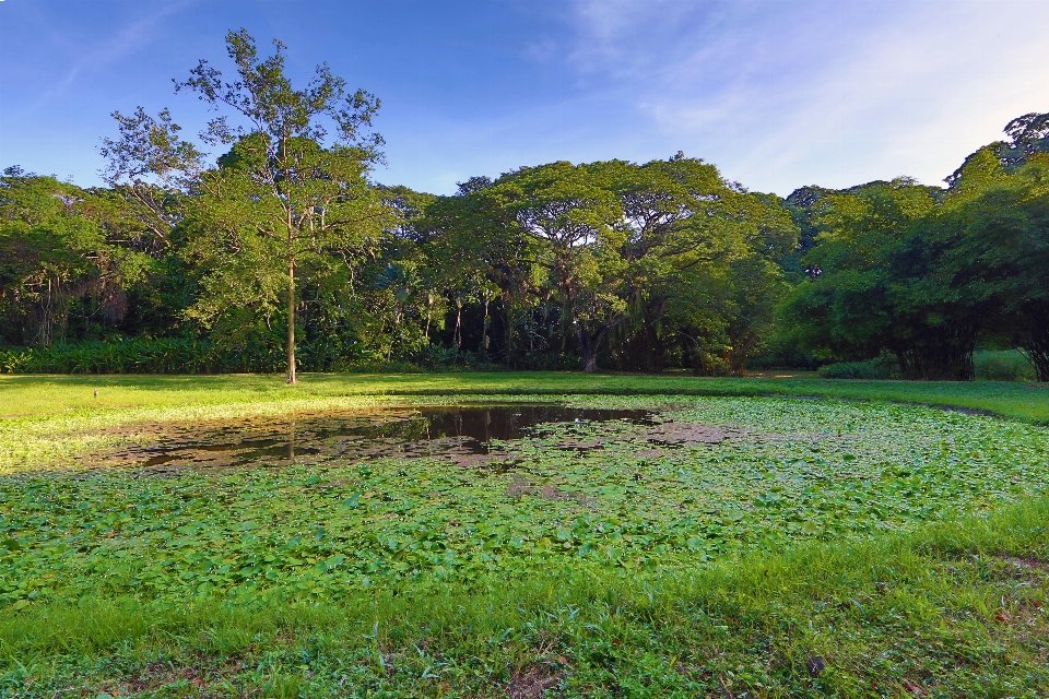 Landscape green garden natural