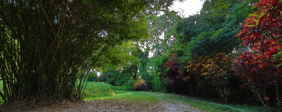 自然 木 自然の風景
 植生