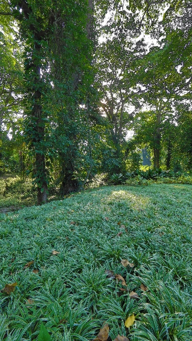 Landschaft grün garten vegetation