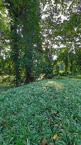 Landscape green garden vegetation Photo