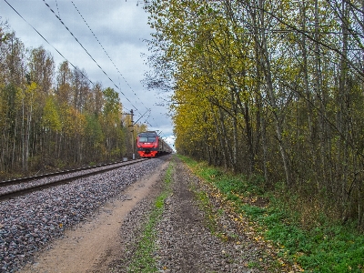 Image transport track tree Photo