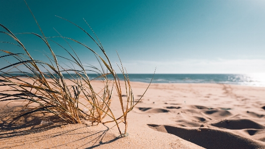 Beach shore sand sea Photo