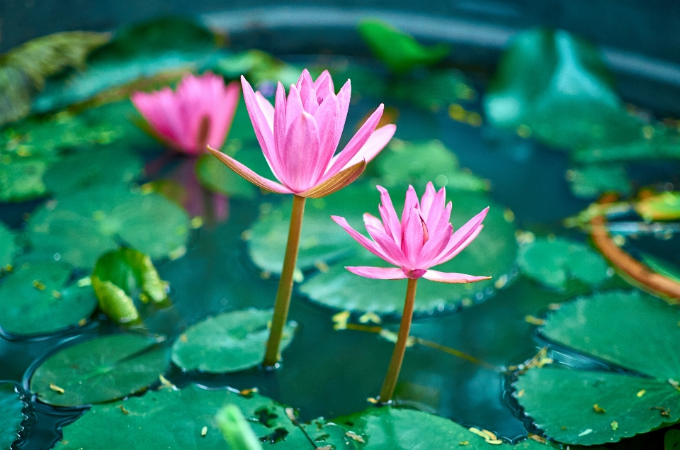 Pong garden plant lotus