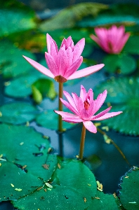 Pong garden plant lotus Photo