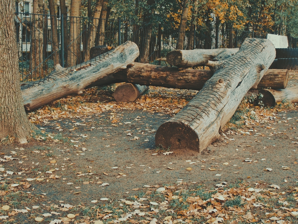 Bild baum stamm protokollierung