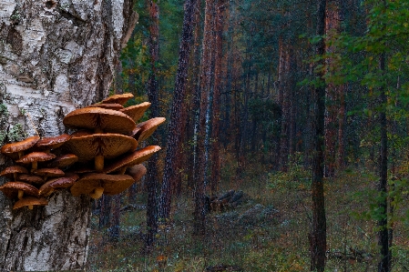 Foto Bosque hongos árboles abedul
