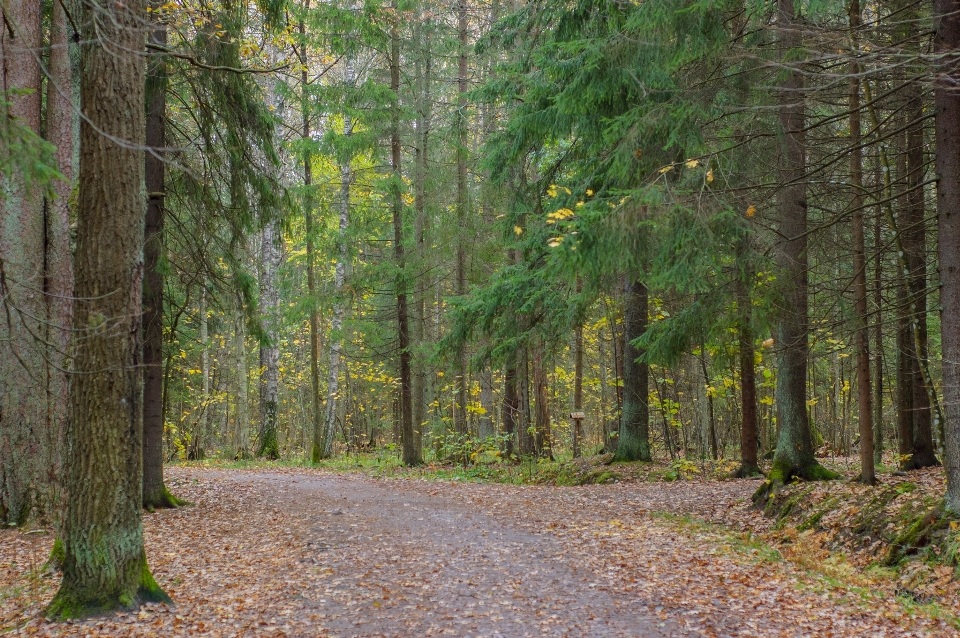 Image tree forest natural environment