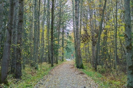 Image tree forest natural environment Photo