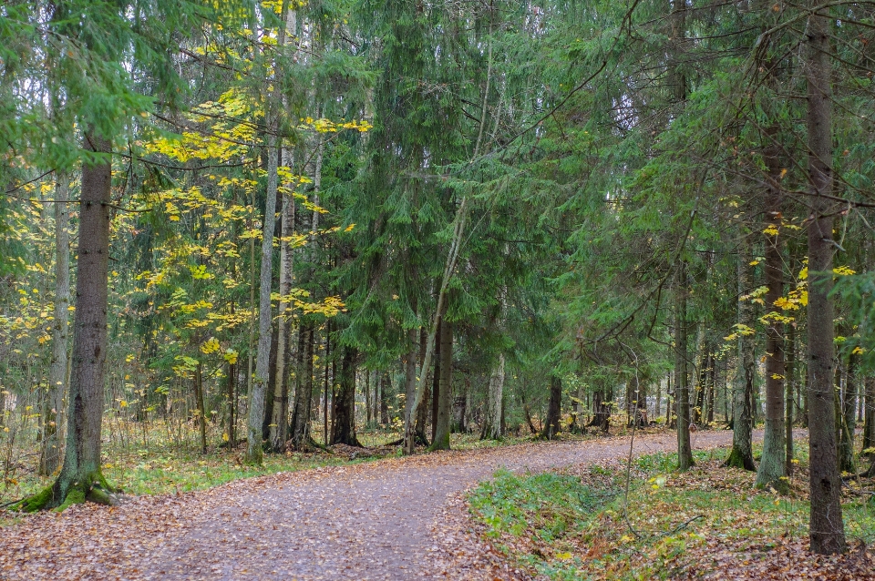 Immagine albero foresta ambiente naturale
