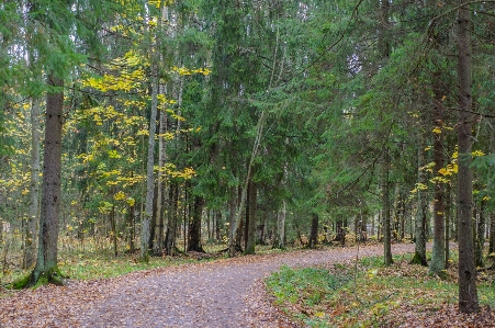 Image tree forest natural environment Photo