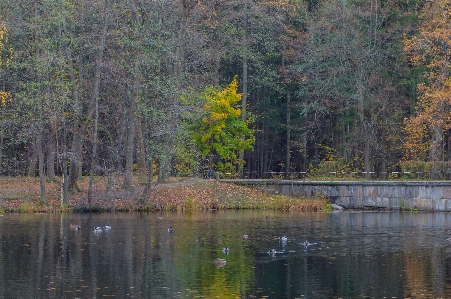 Image reflection nature tree Photo