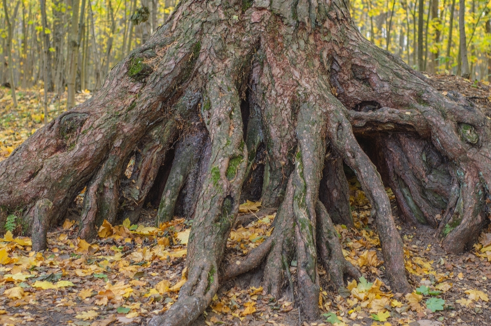 Image tree shellbark hickory bigtree