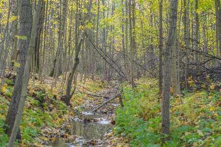 Image tree forest natural environment Photo